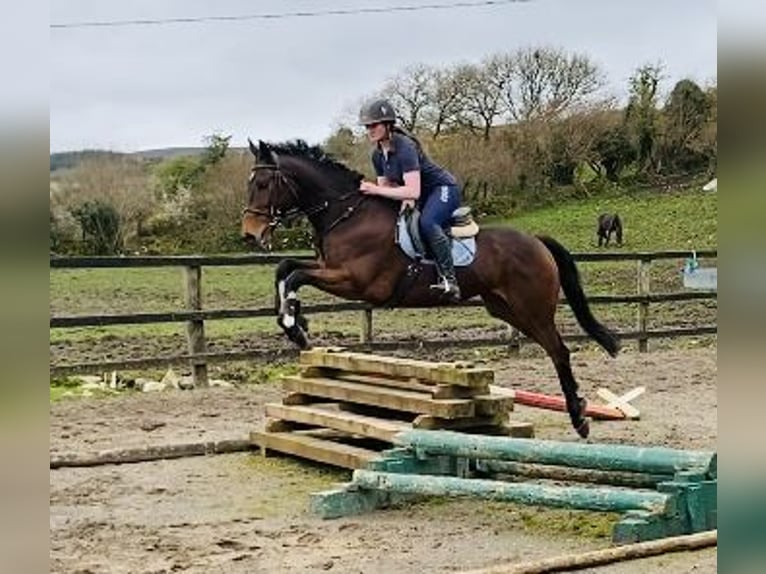 Irish sport horse Ruin 7 Jaar 158 cm Brauner in Sligo
