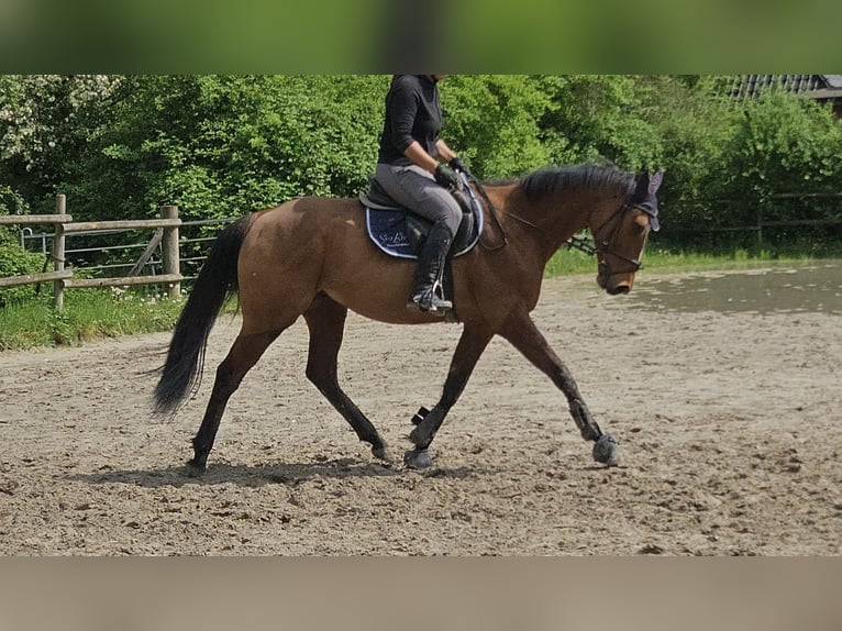 Irish sport horse Ruin 7 Jaar 160 cm Bruin in Wachtendonk