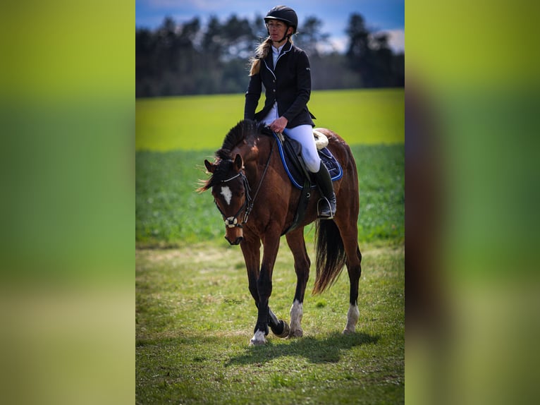 Irish sport horse Mix Ruin 7 Jaar 160 cm Bruin in Lohsa