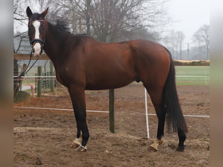 Irish sport horse Mix Ruin 7 Jaar 162 cm Donkerbruin in uelsen