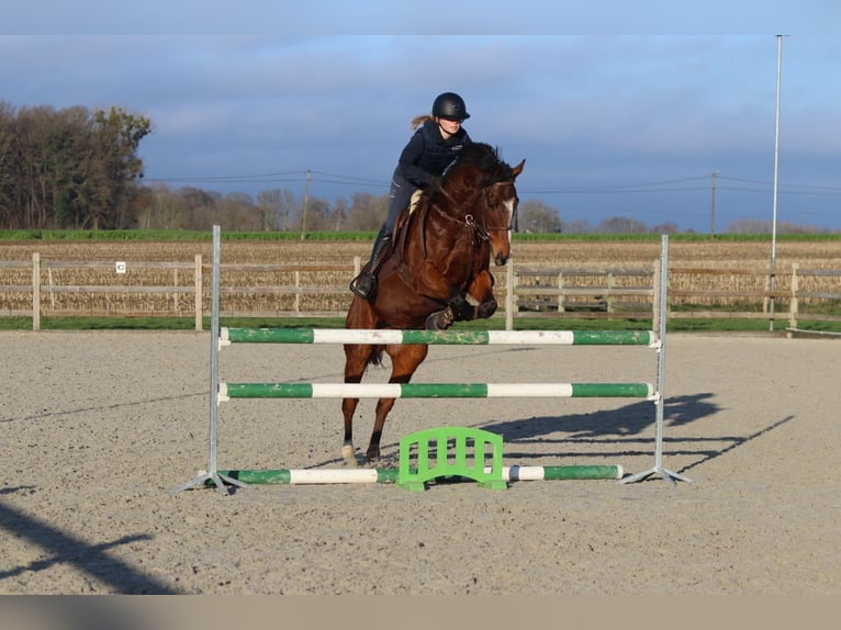 Irish sport horse Ruin 7 Jaar 164 cm Bruin in Bogaarden