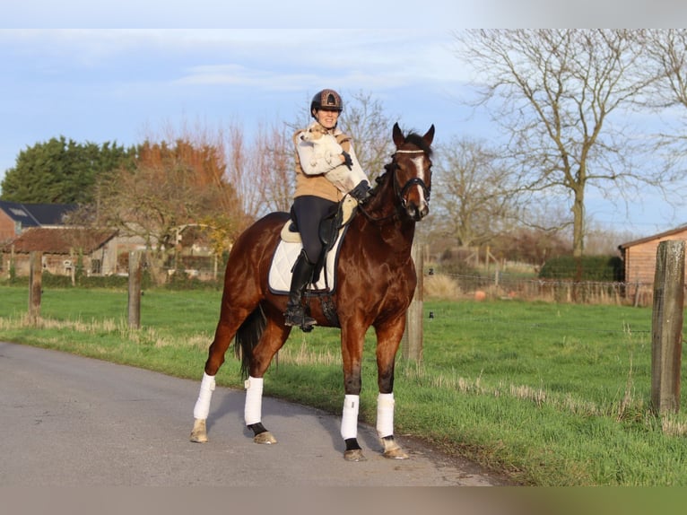 Irish sport horse Ruin 7 Jaar 164 cm Bruin in Bogaarden