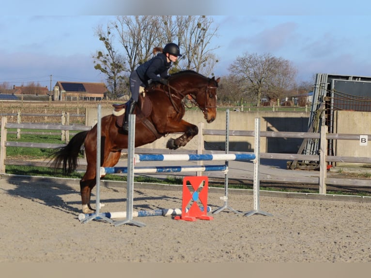 Irish sport horse Ruin 7 Jaar 164 cm Bruin in Bogaarden