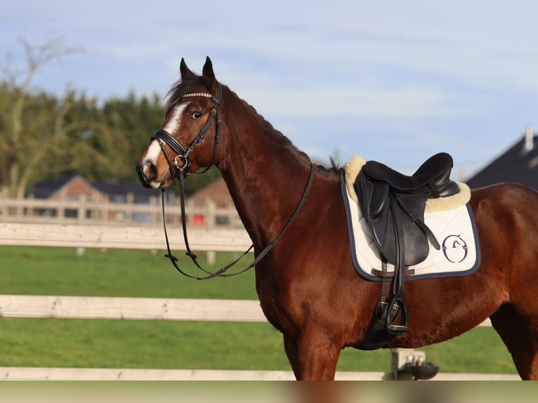 Irish sport horse Ruin 7 Jaar 164 cm Bruin in Bogaarden