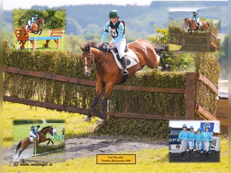 Irish sport horse Ruin 7 Jaar 164 cm Bruin in Bogaarden