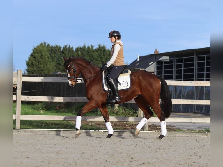 Irish sport horse Ruin 7 Jaar 164 cm Bruin in Bogaarden