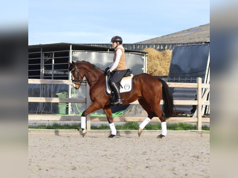 Irish sport horse Ruin 7 Jaar 164 cm Bruin in Bogaarden