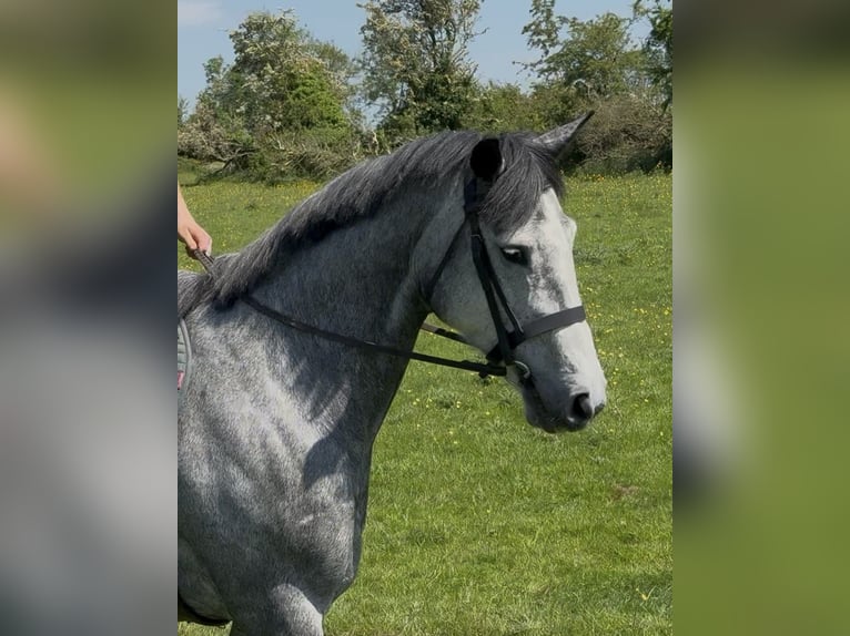 Irish sport horse Ruin 7 Jaar 166 cm Appelschimmel in Westmeath