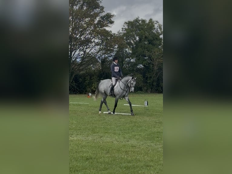 Irish sport horse Ruin 7 Jaar 166 cm Appelschimmel in Westmeath