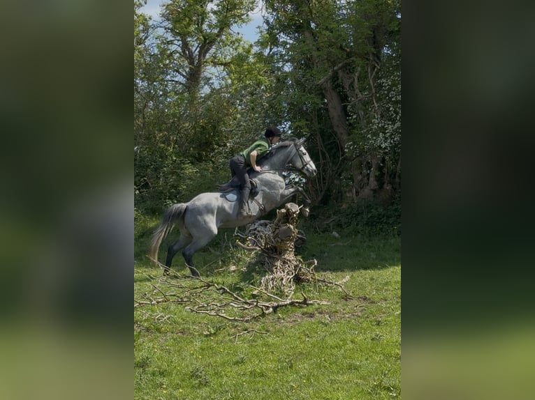 Irish sport horse Ruin 7 Jaar 166 cm Appelschimmel in Westmeath