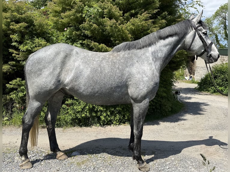 Irish sport horse Ruin 7 Jaar 166 cm Appelschimmel in Westmeath