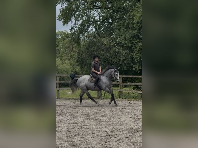 Irish sport horse Ruin 7 Jaar 166 cm Appelschimmel in Westmeath
