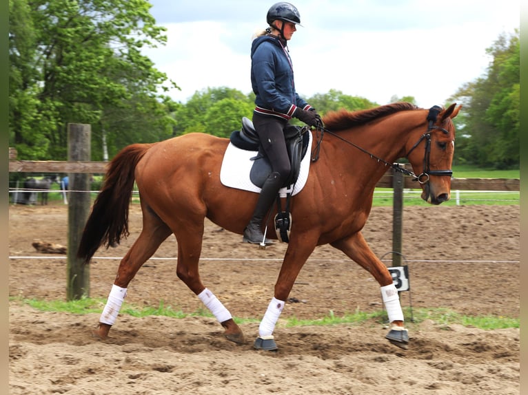 Irish sport horse Mix Ruin 7 Jaar 166 cm Vos in Uelsen
