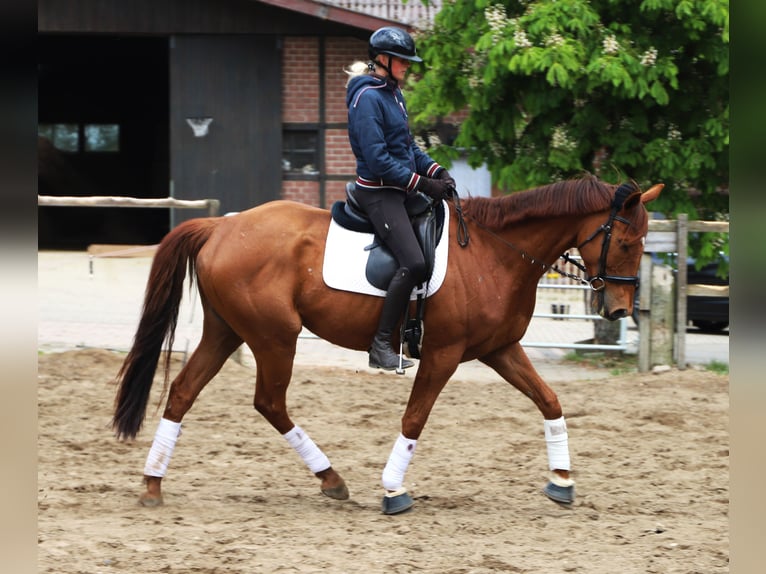 Irish sport horse Mix Ruin 7 Jaar 166 cm Vos in Uelsen