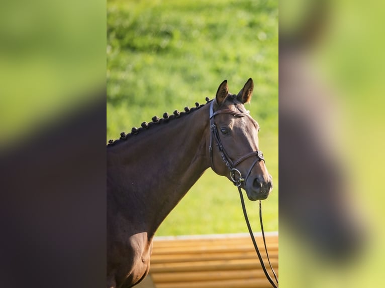 Irish sport horse Ruin 7 Jaar 168 cm Donkerbruin in Stadl-Paura