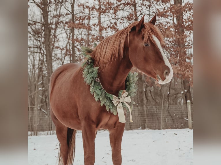 Irish sport horse Ruin 7 Jaar 168 cm Donkere-vos in Howell