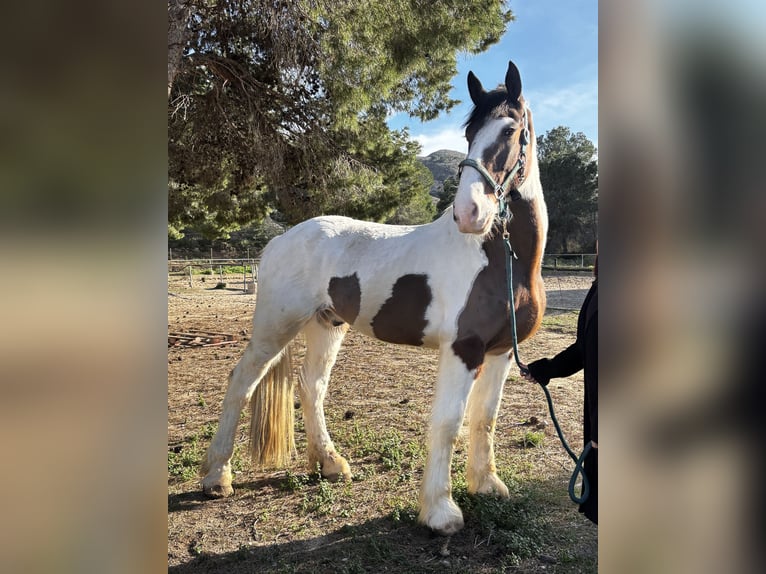 Irish sport horse Ruin 7 Jaar 168 cm Gevlekt-paard in Alicante