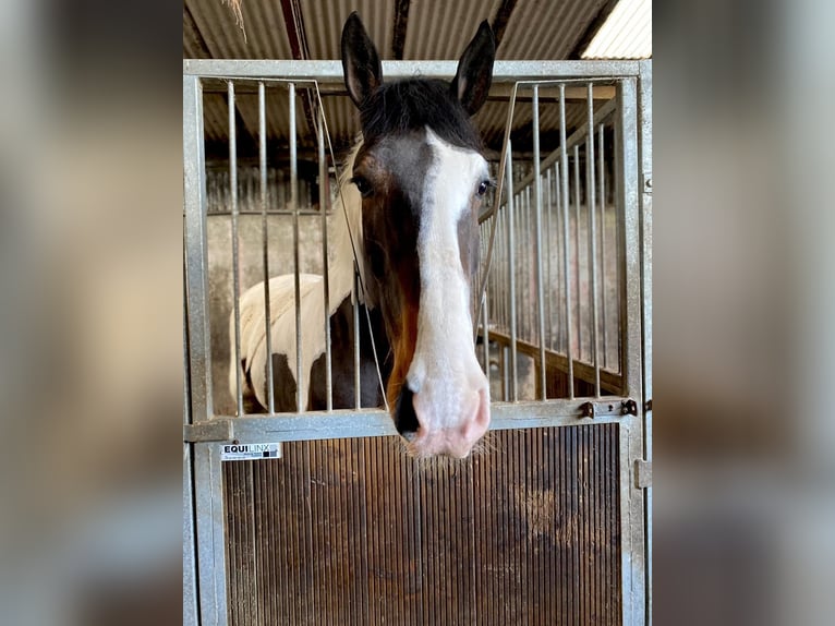 Irish sport horse Ruin 7 Jaar 168 cm Gevlekt-paard in Alicante