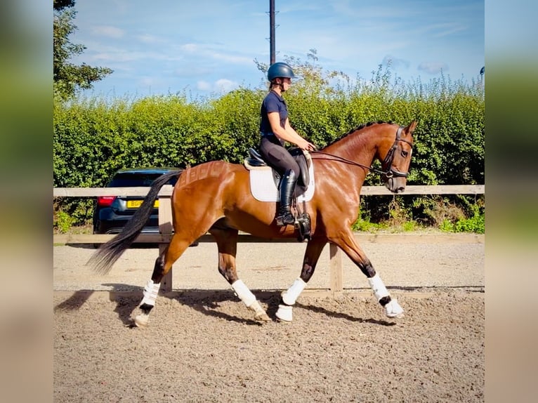 Irish sport horse Ruin 7 Jaar 168 cm Roodbruin in grantham, Lincs