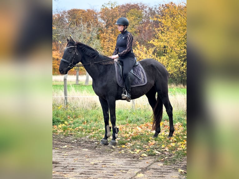 Irish sport horse Ruin 7 Jaar 168 cm Zwart in Wülperode