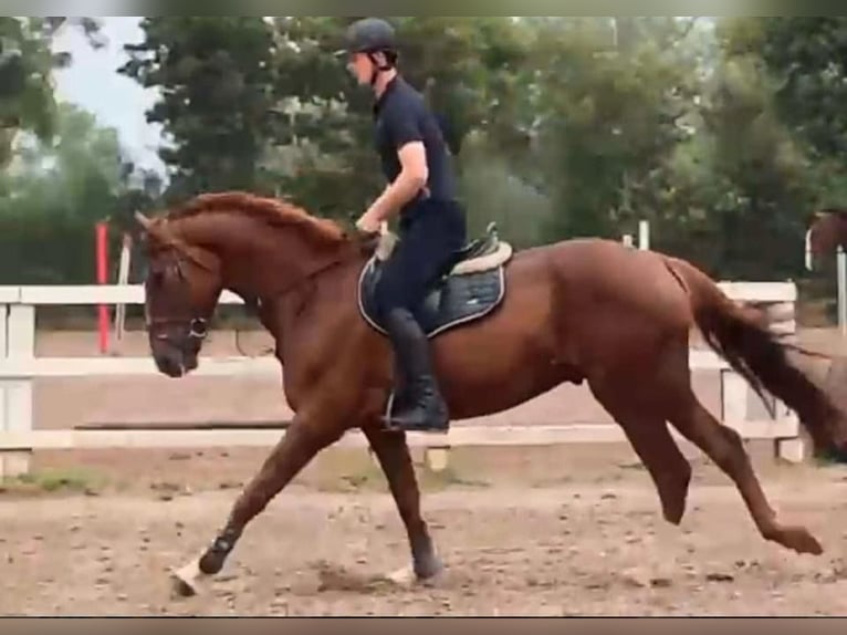 Irish sport horse Ruin 7 Jaar 169 cm Vos in Bielefeld