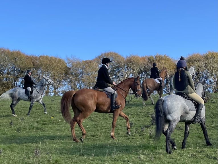 Irish sport horse Ruin 7 Jaar 171 cm Donkere-vos in Westmeath
