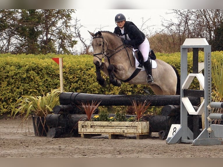 Irish sport horse Ruin 8 Jaar 148 cm Falbe in Galway