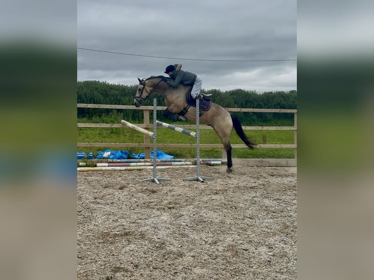 Irish sport horse Ruin 8 Jaar 148 cm Falbe in Galway