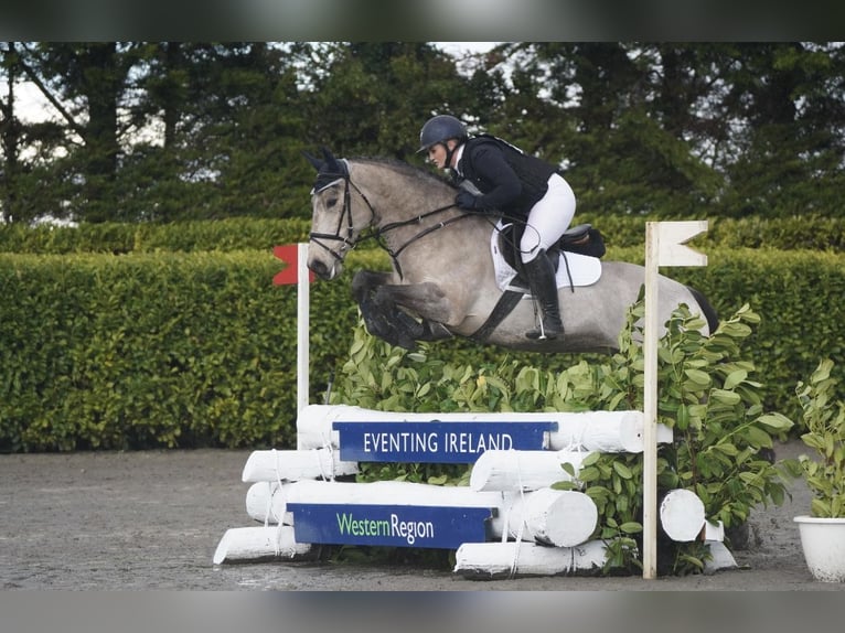 Irish sport horse Ruin 8 Jaar 148 cm Falbe in Galway