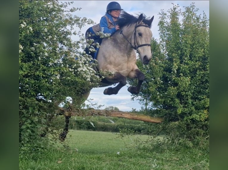 Irish sport horse Ruin 8 Jaar 148 cm  in Galway