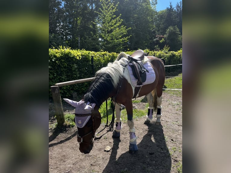 Irish sport horse Mix Ruin 8 Jaar 149 cm Gevlekt-paard in Hannover