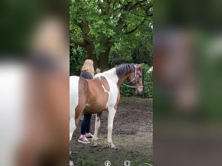 Irish sport horse Mix Ruin 8 Jaar 149 cm Gevlekt-paard in Hannover
