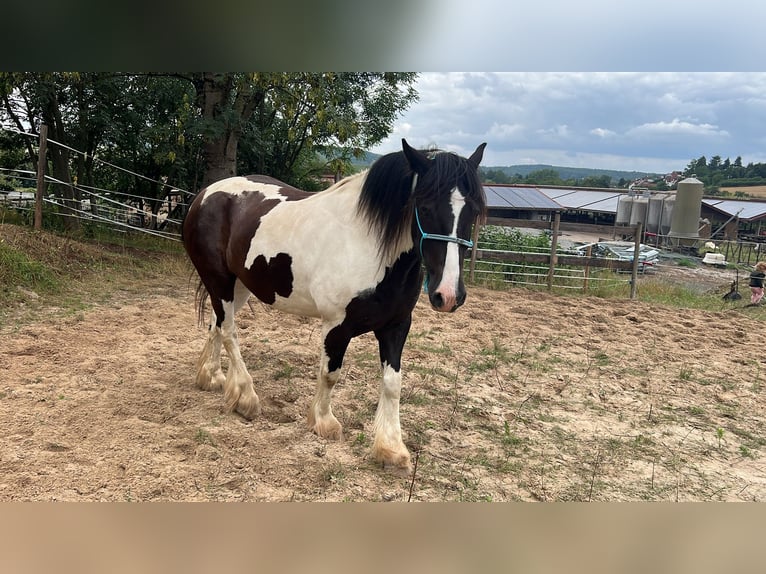 Irish sport horse Ruin 8 Jaar 156 cm Gevlekt-paard in Ronneburg