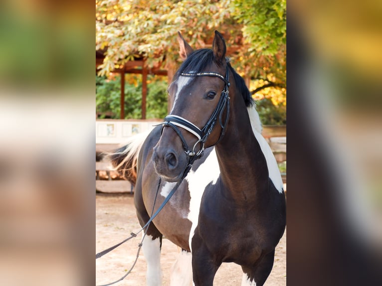 Irish sport horse Mix Ruin 8 Jaar 157 cm Gevlekt-paard in Schwabach