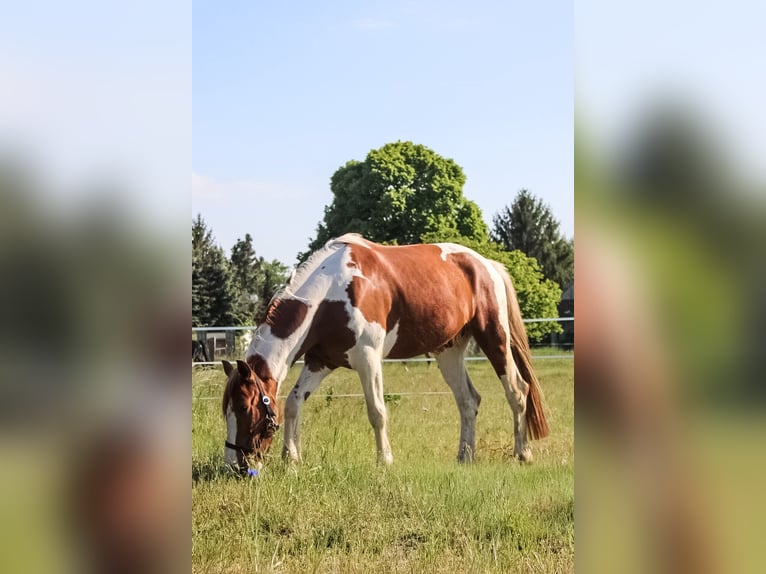 Irish sport horse Ruin 8 Jaar 160 cm Gevlekt-paard in Rückersdorf