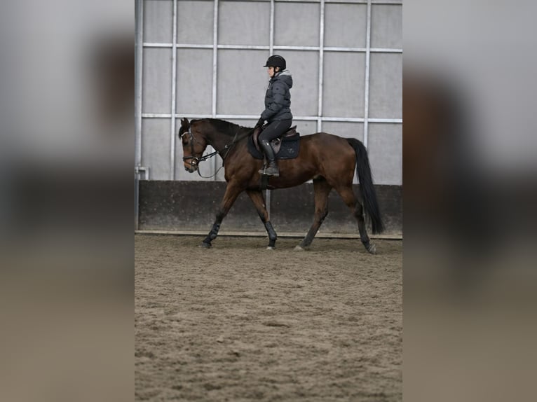 Irish sport horse Ruin 8 Jaar 165 cm Bruin in DenderleeuwDenderleeuw