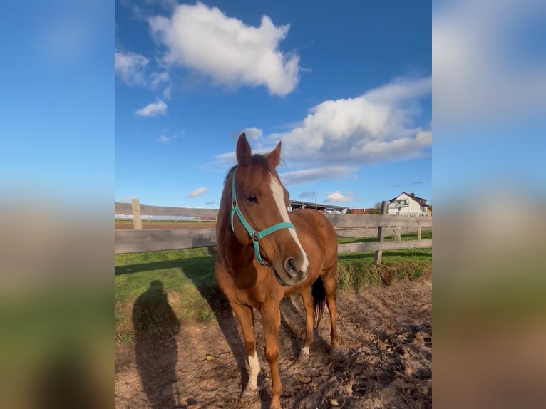 Irish sport horse Ruin 8 Jaar 165 cm Vos in Rohr