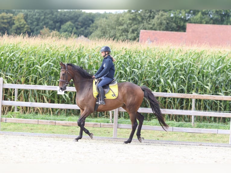 Irish sport horse Ruin 8 Jaar 167 cm Bruin in Bogaarden