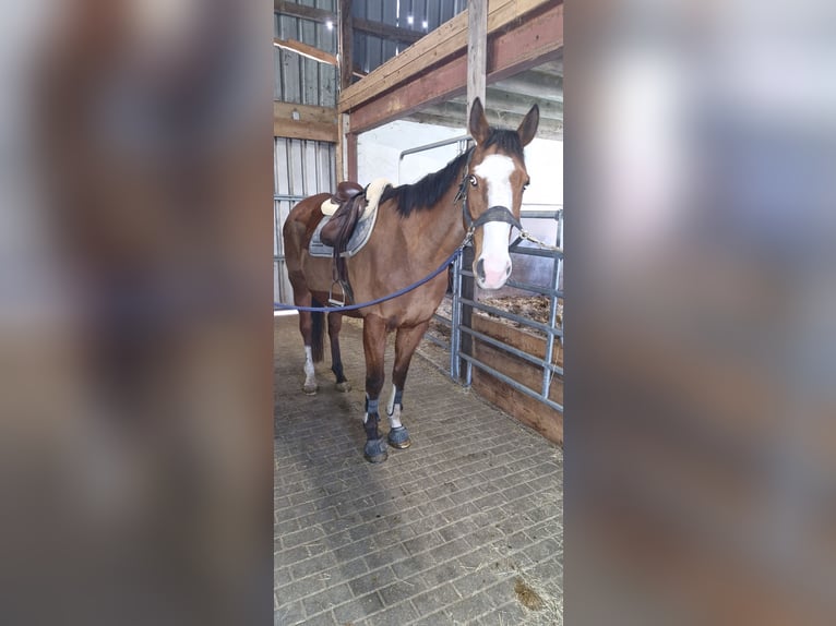 Irish sport horse Ruin 8 Jaar 168 cm Lichtbruin in Bickendorf