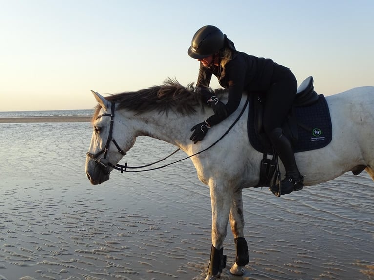 Irish sport horse Ruin 8 Jaar 170 cm Appelschimmel in Düsseldorf