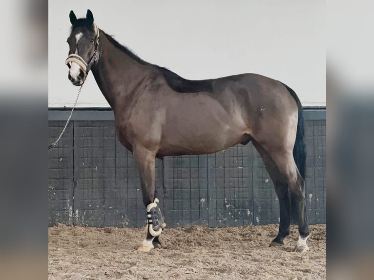 Irish sport horse Ruin 8 Jaar 170 cm Bruin in Someren