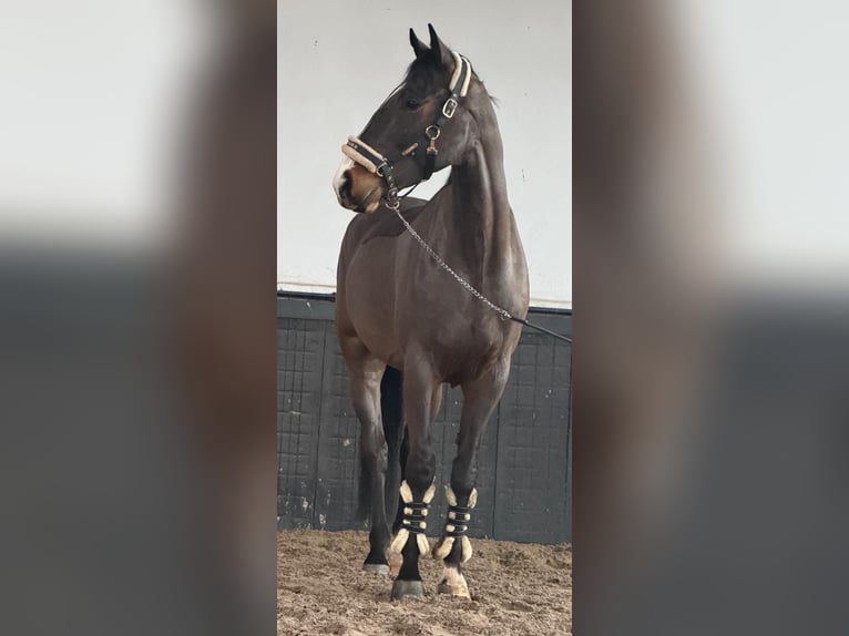 Irish sport horse Ruin 8 Jaar 170 cm Bruin in Someren