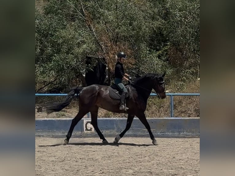 Irish sport horse Mix Ruin 8 Jaar 170 cm Donkerbruin in Malaga