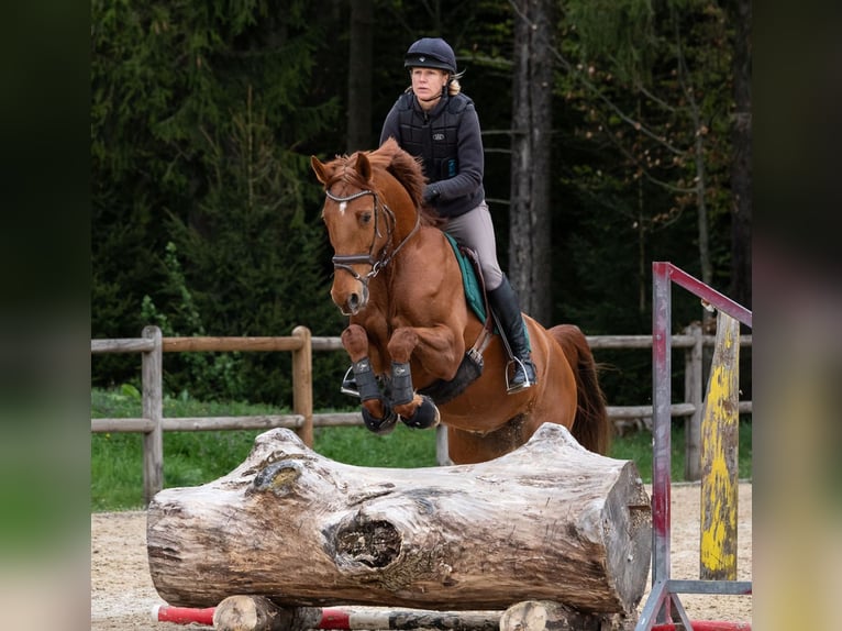 Irish sport horse Ruin 8 Jaar 170 cm Vos in Starnberg