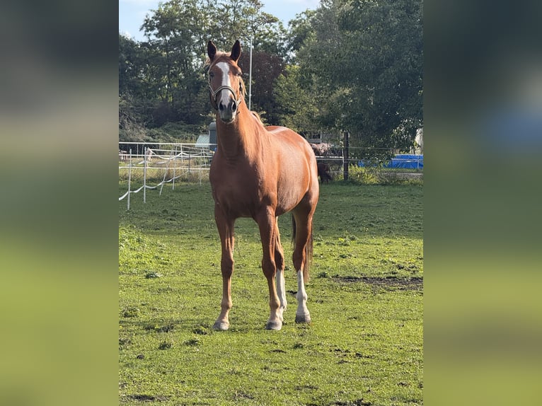 Irish sport horse Ruin 8 Jaar 172 cm Vos in Oberhausen-Rheinhausen