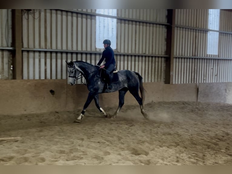 Irish sport horse Ruin 8 Jaar 173 cm Schimmel in Sligo