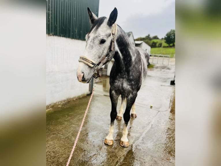 Irish sport horse Ruin 8 Jaar 173 cm Schimmel in Sligo