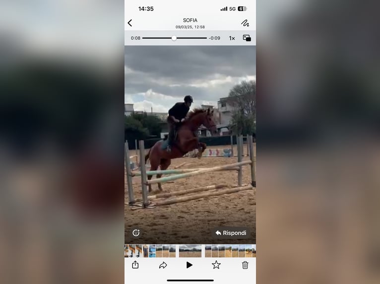 Irish sport horse Ruin 8 Jaar 175 cm Vos in Palermo