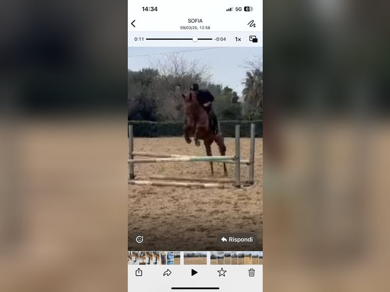 Irish sport horse Ruin 8 Jaar 175 cm Vos in Palermo