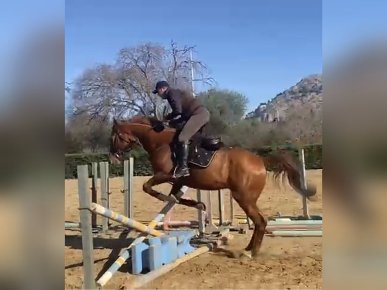 Irish sport horse Ruin 8 Jaar 175 cm Vos in Palermo